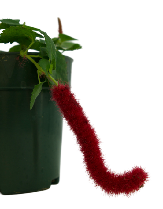 Acalypha hispida