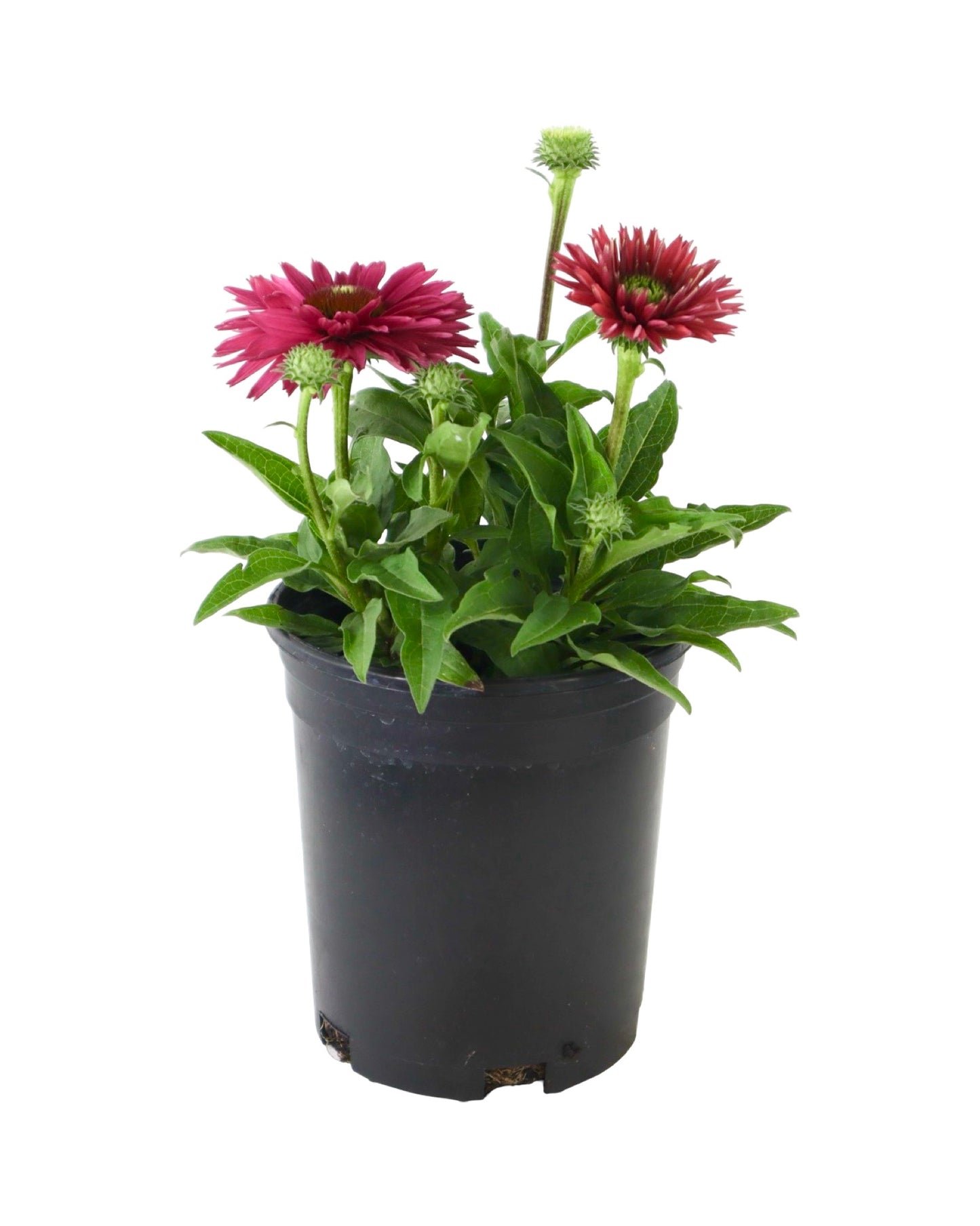 Echinacea SunSeekers® Sweet Fuchsia - Perennials