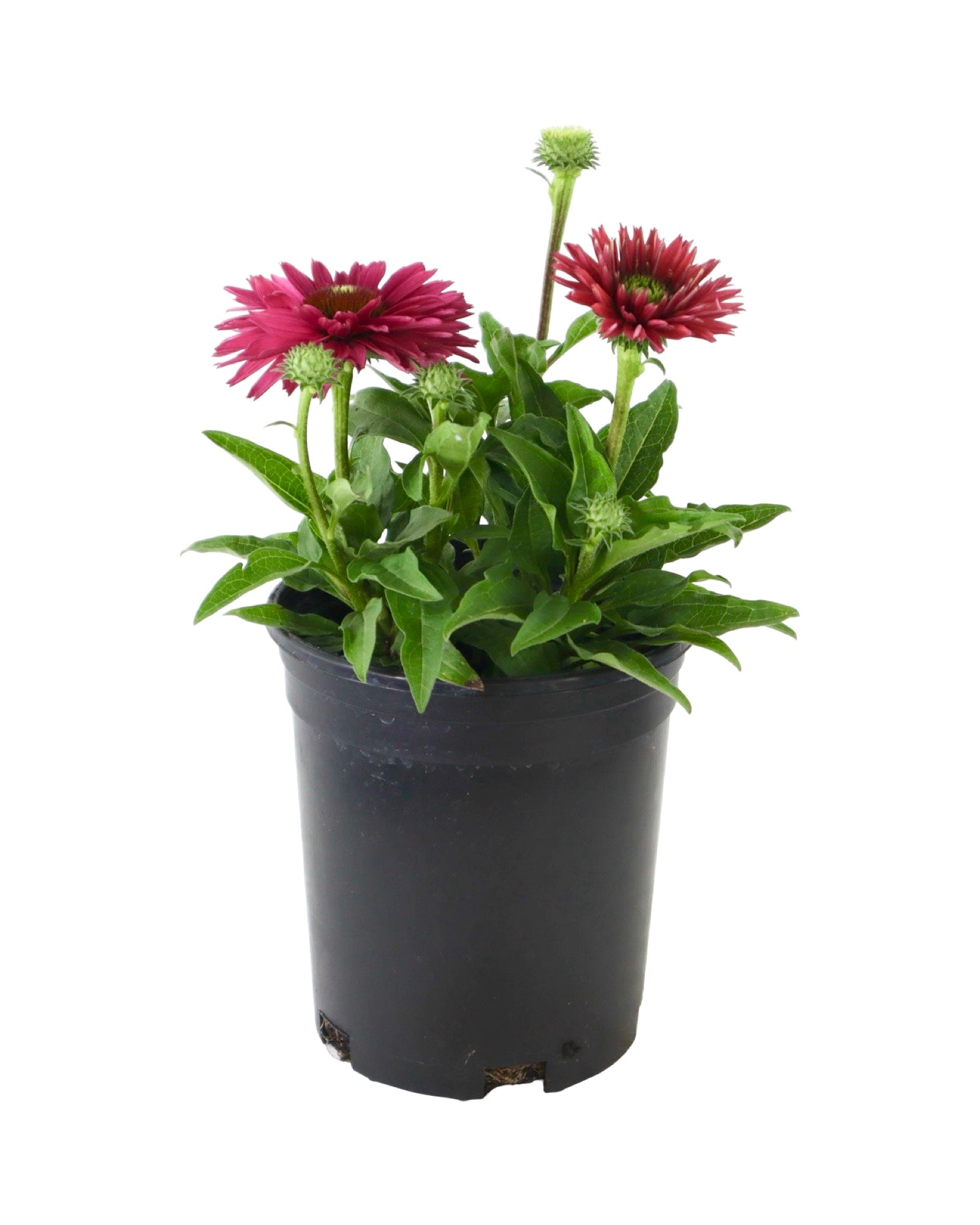Echinacea SunSeekers® Sweet Fuchsia - Perennials