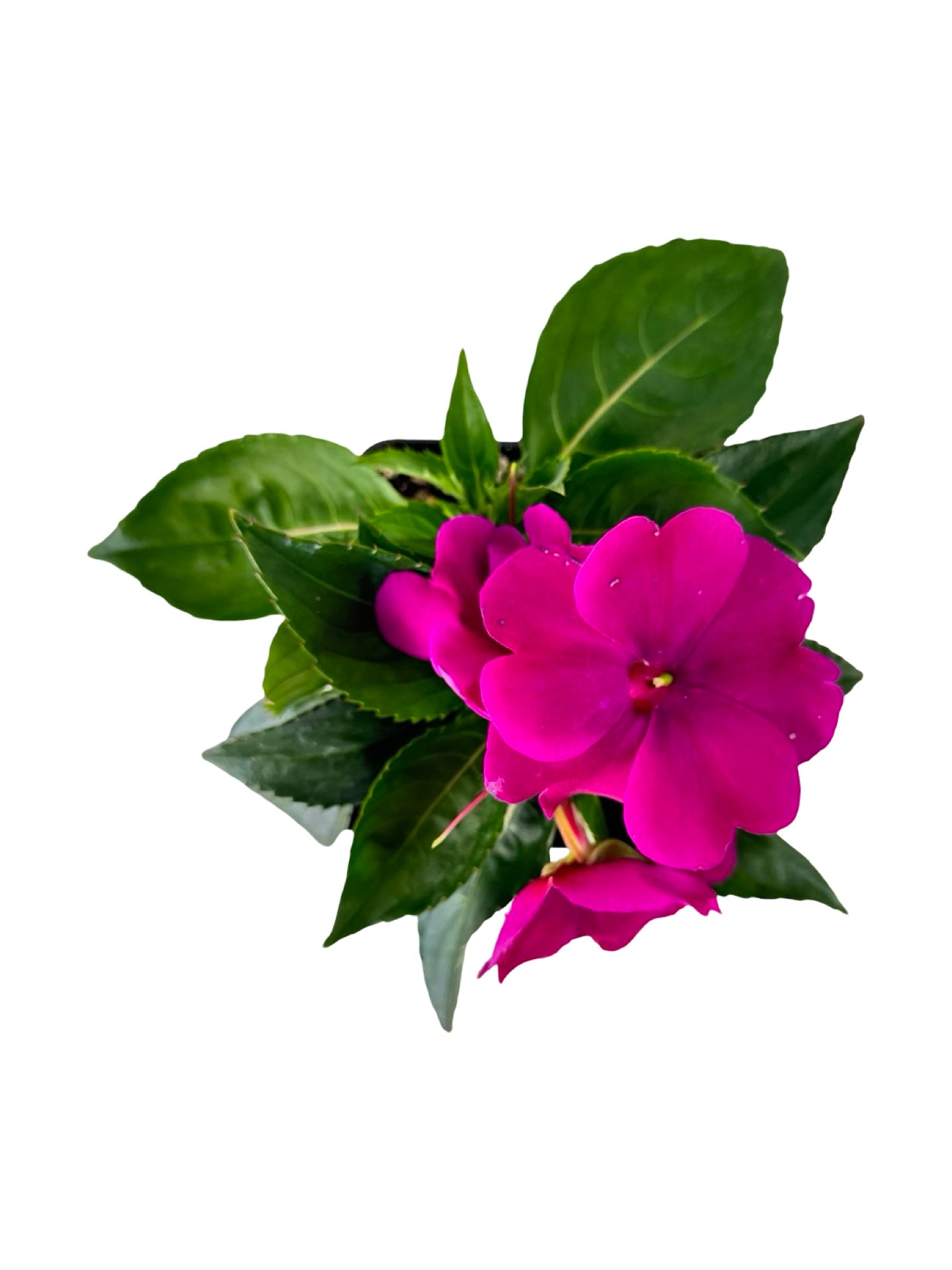 Sunpatiens compact 'Royal Magenta' - Annuals