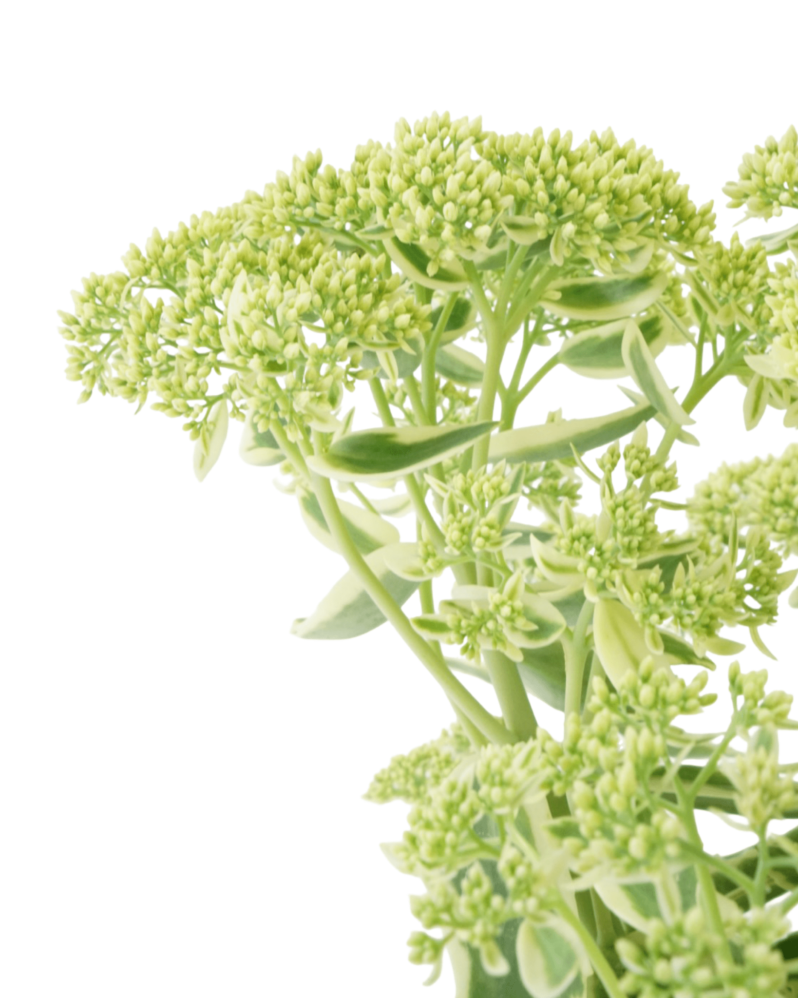 Sedum 'Autumn Charm' - The Garden Corner