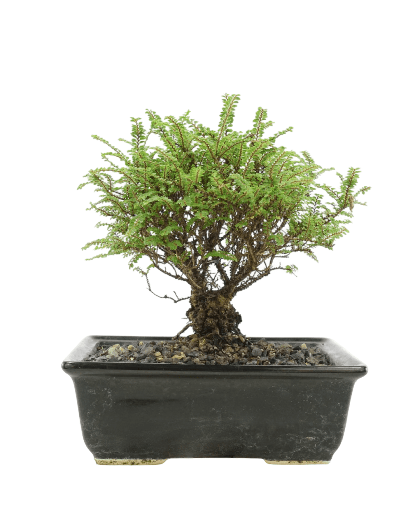 ulmus bonsai tree Ulmus parvifolia 'Hokkaido' 8 Inch Ceramic – The Garden Corner