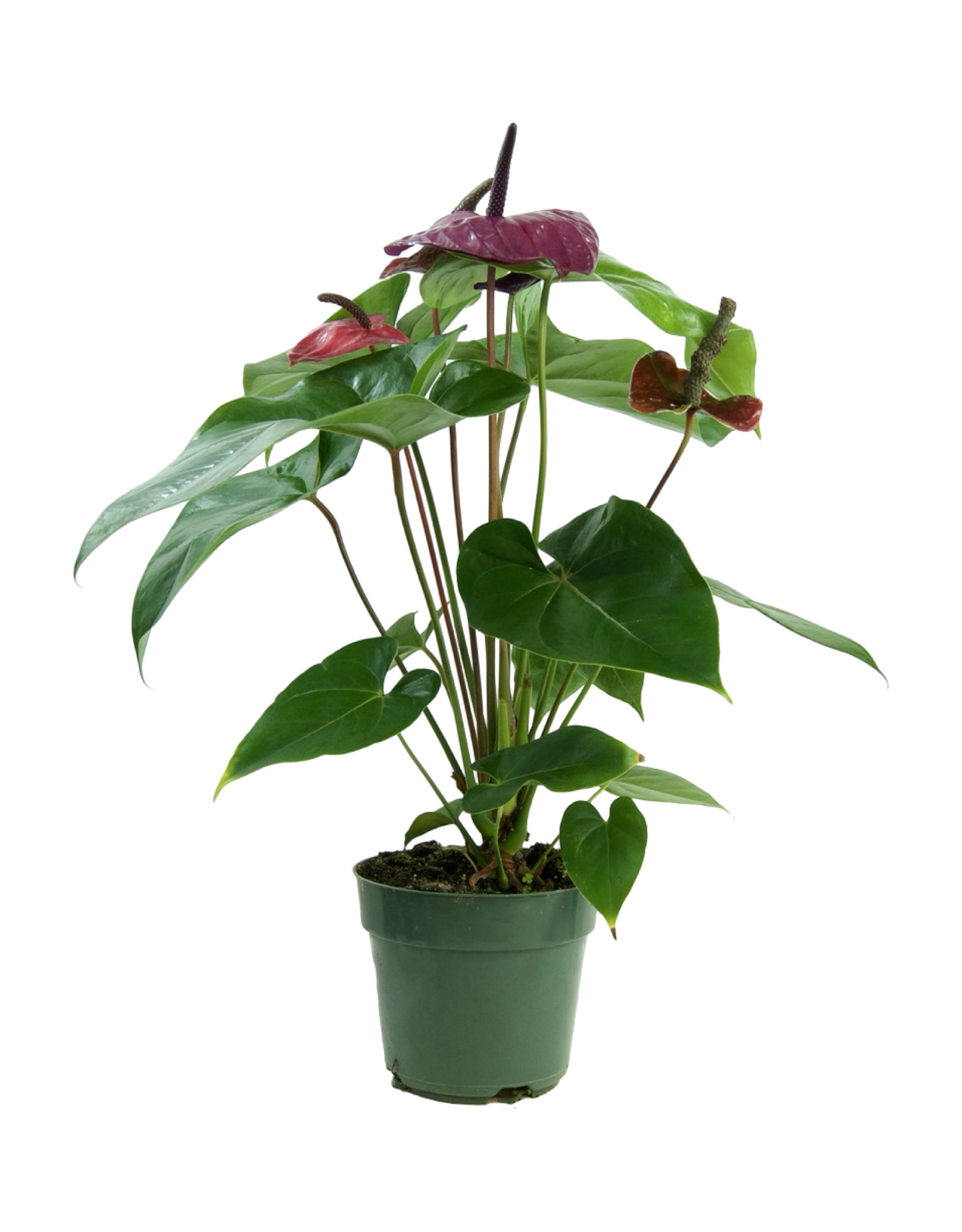Anthurium andraeanum