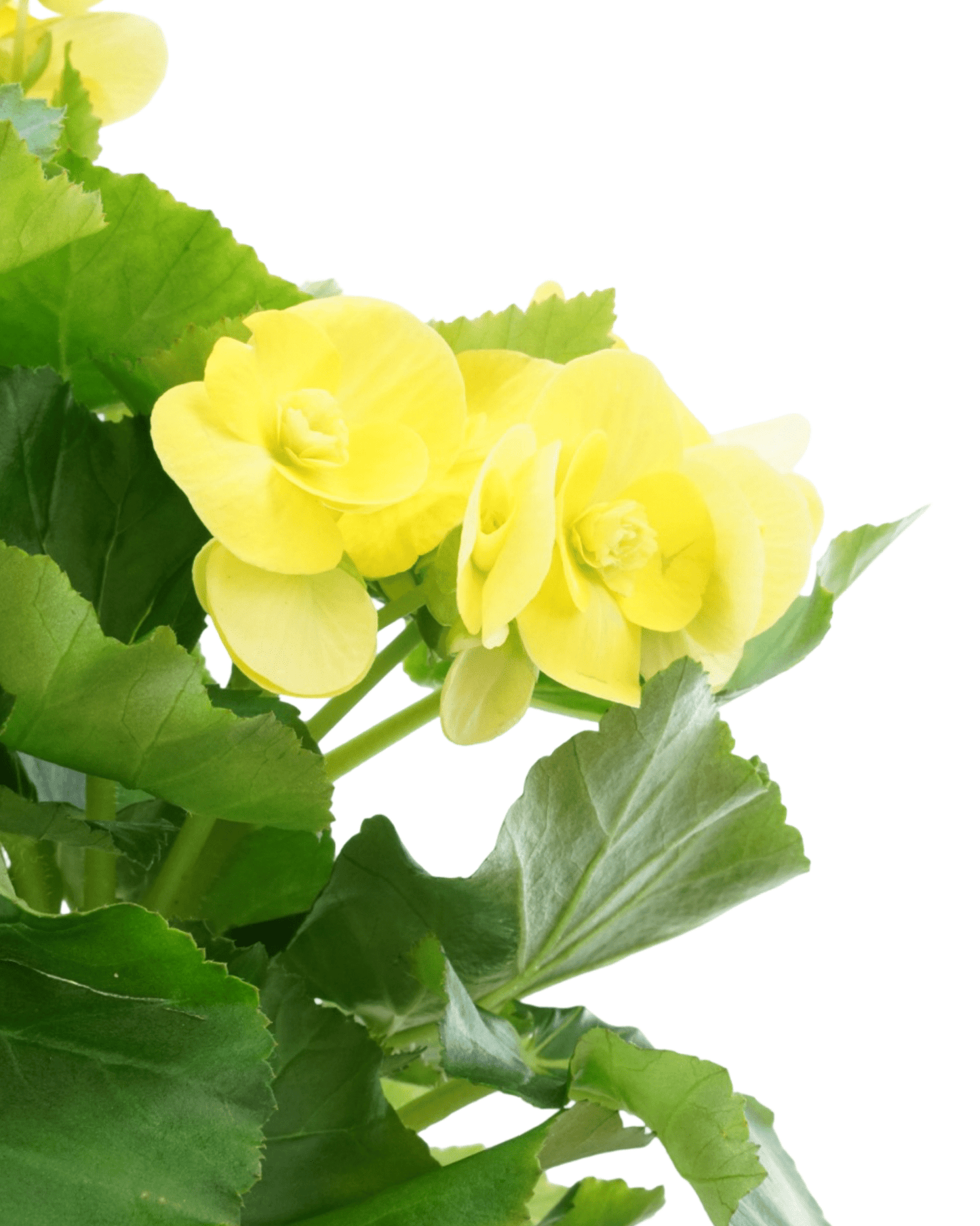 Begonia x hiemalis - The Garden Corner