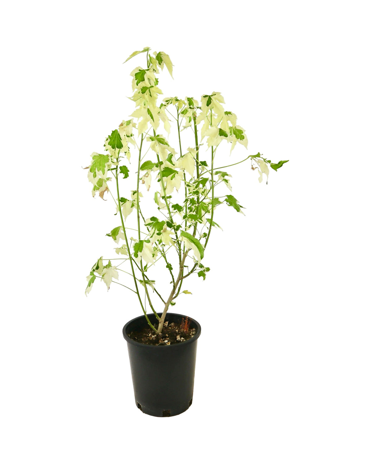 Abutilon 'Savitzii' - Perennials