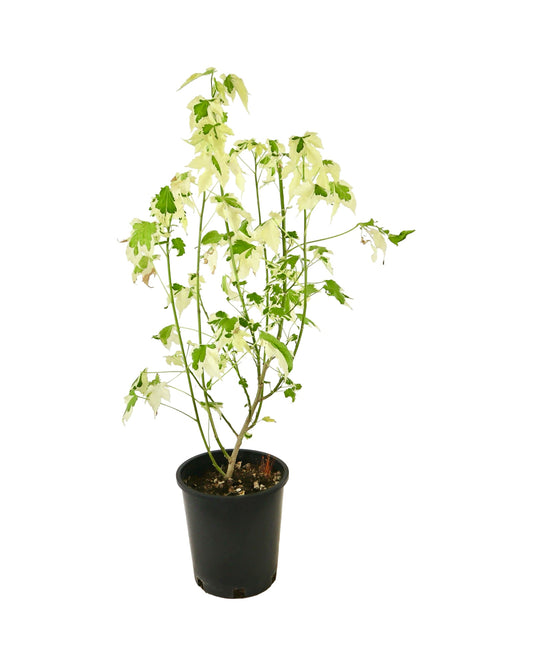 Abutilon 'Savitzii' - Perennials