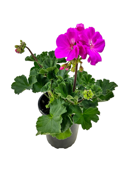Geranium Zonal 'Presto Shocking Blue' - Annuals
