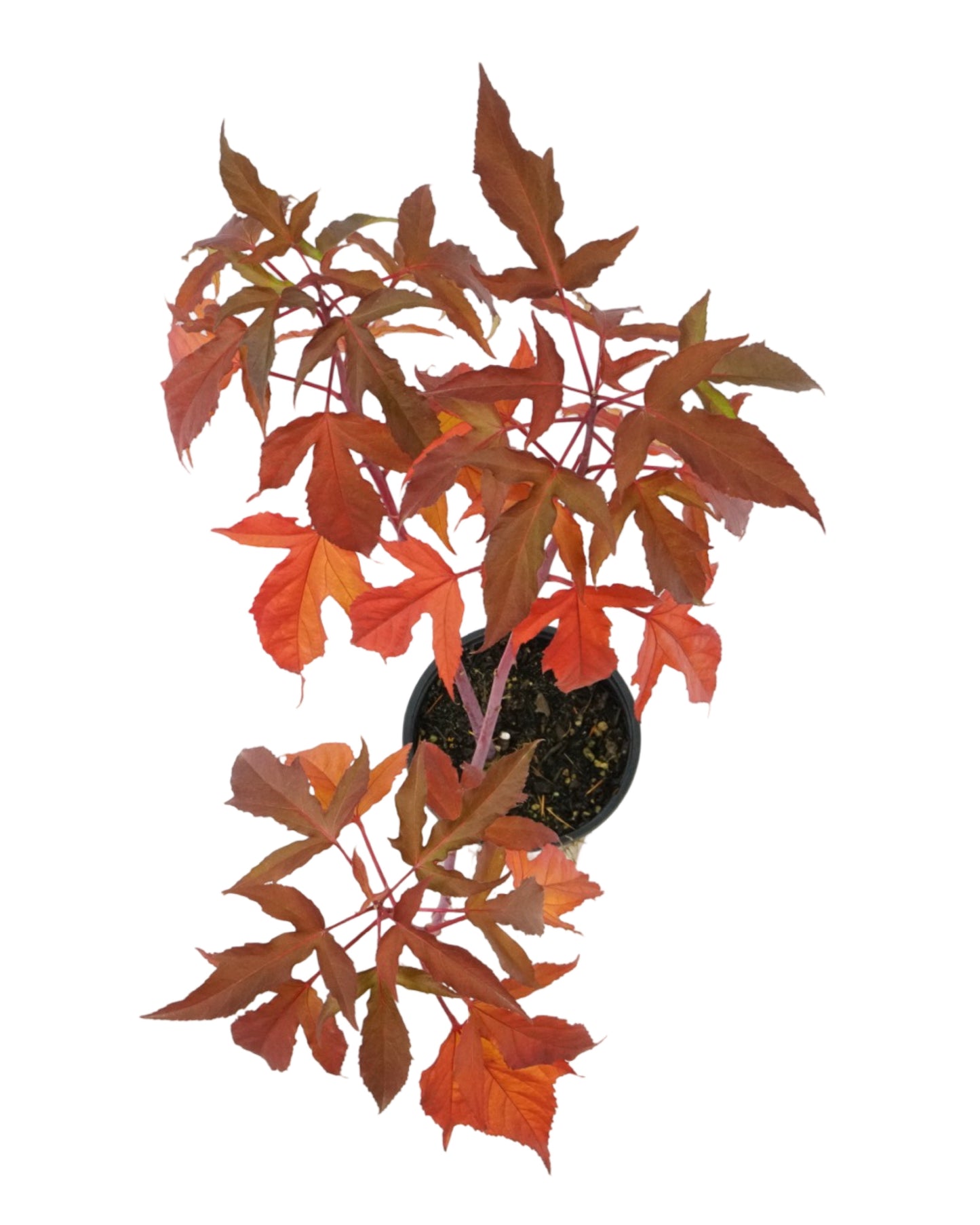 Hibiscus Carousel® 'Pink Passion'