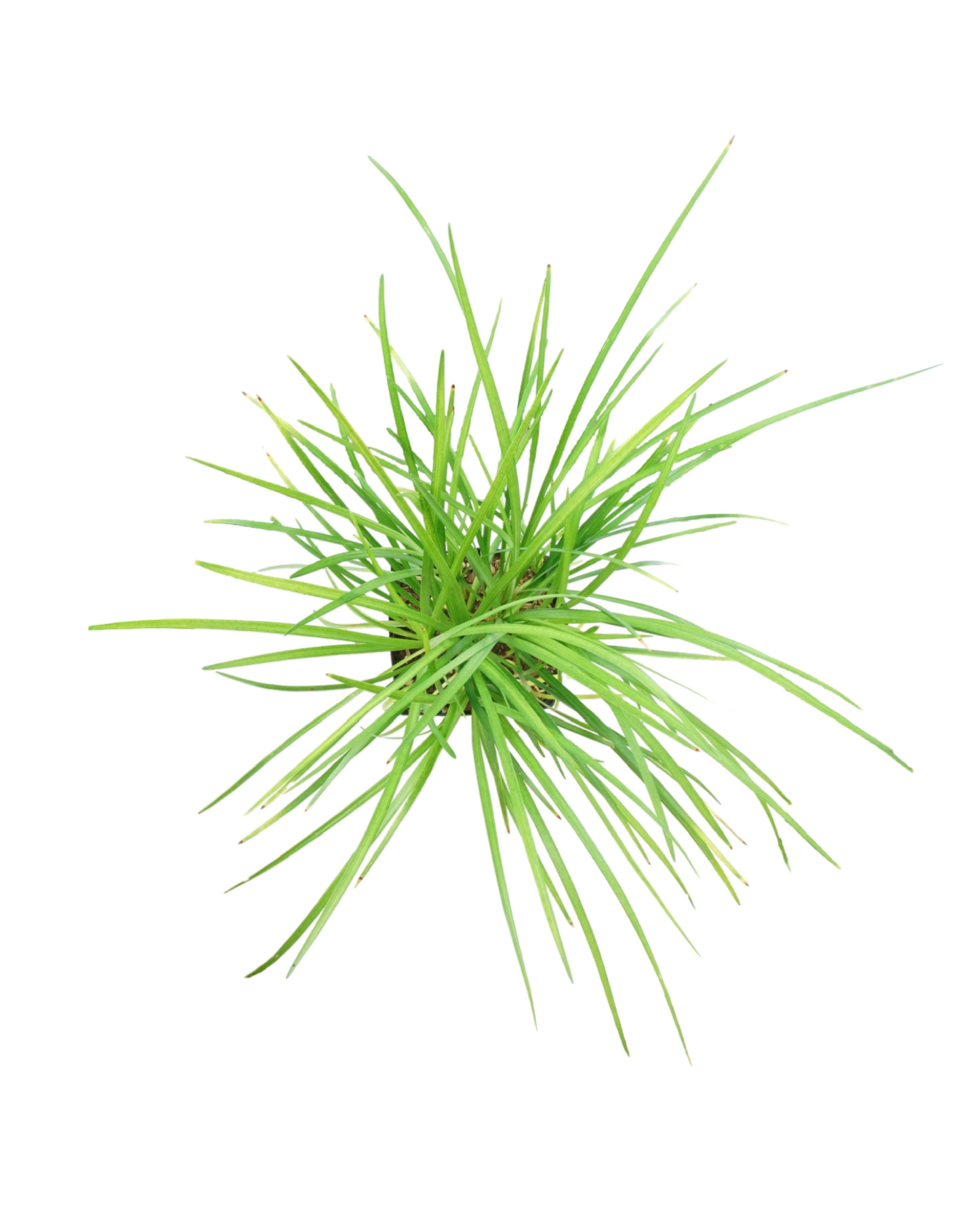Liriope spicata - Perennials