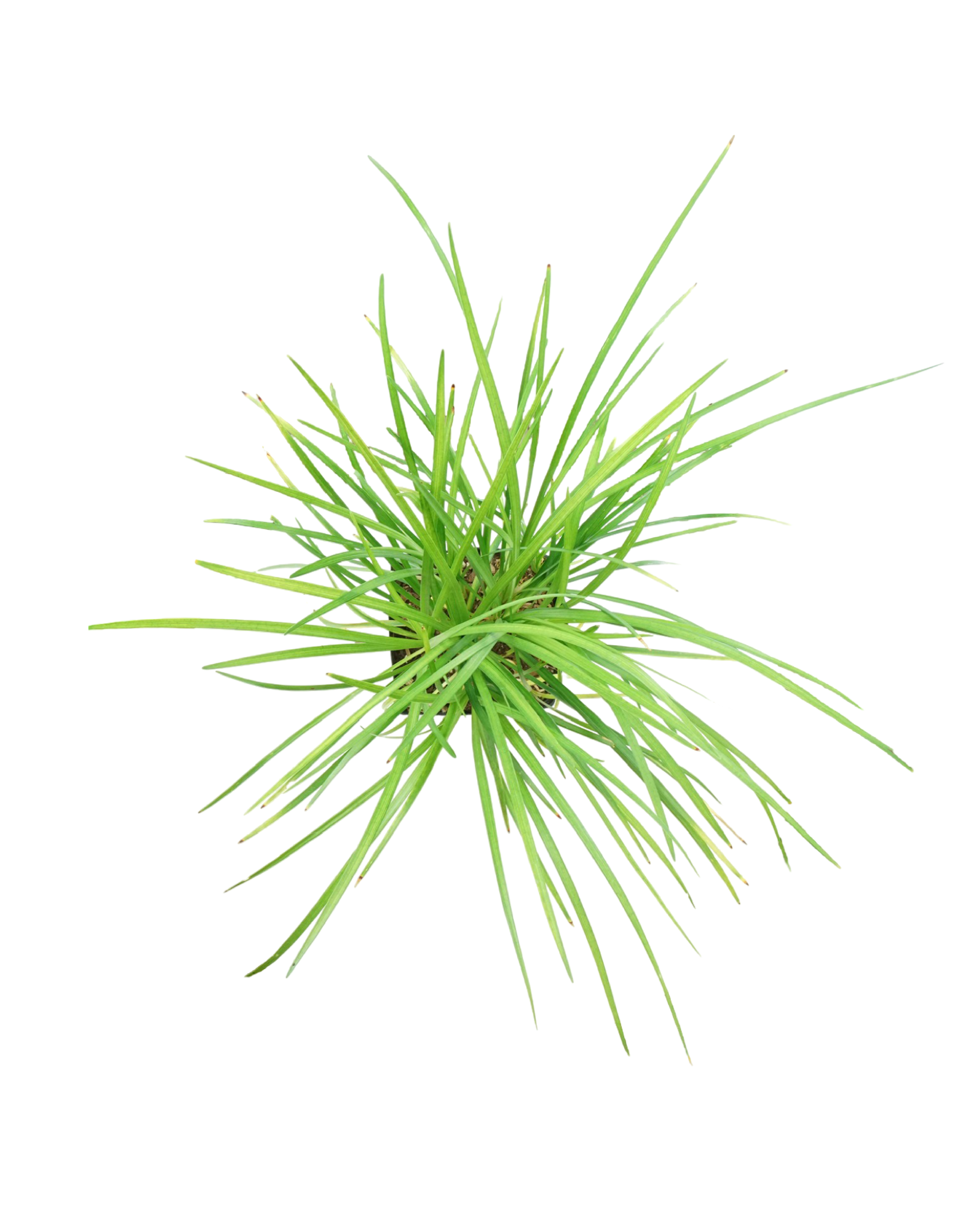 Liriope spicata - Perennials