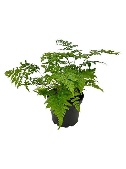 Rumohra adiantiformis - House Plants