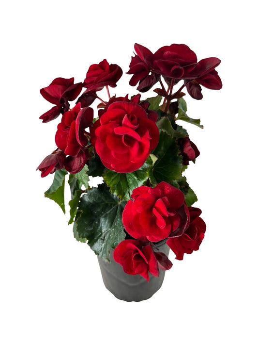 Solar Begonia Red - Annuals