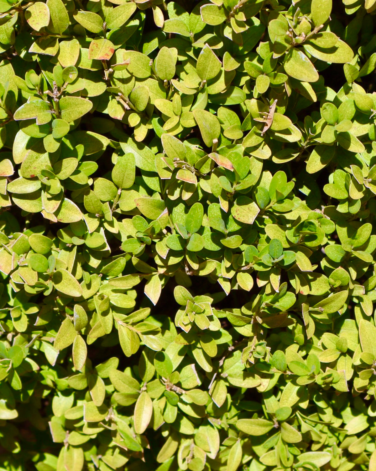 Carpinus betulus 'Fastigiata' Triangle Topiary 25 Gallon - Trees
