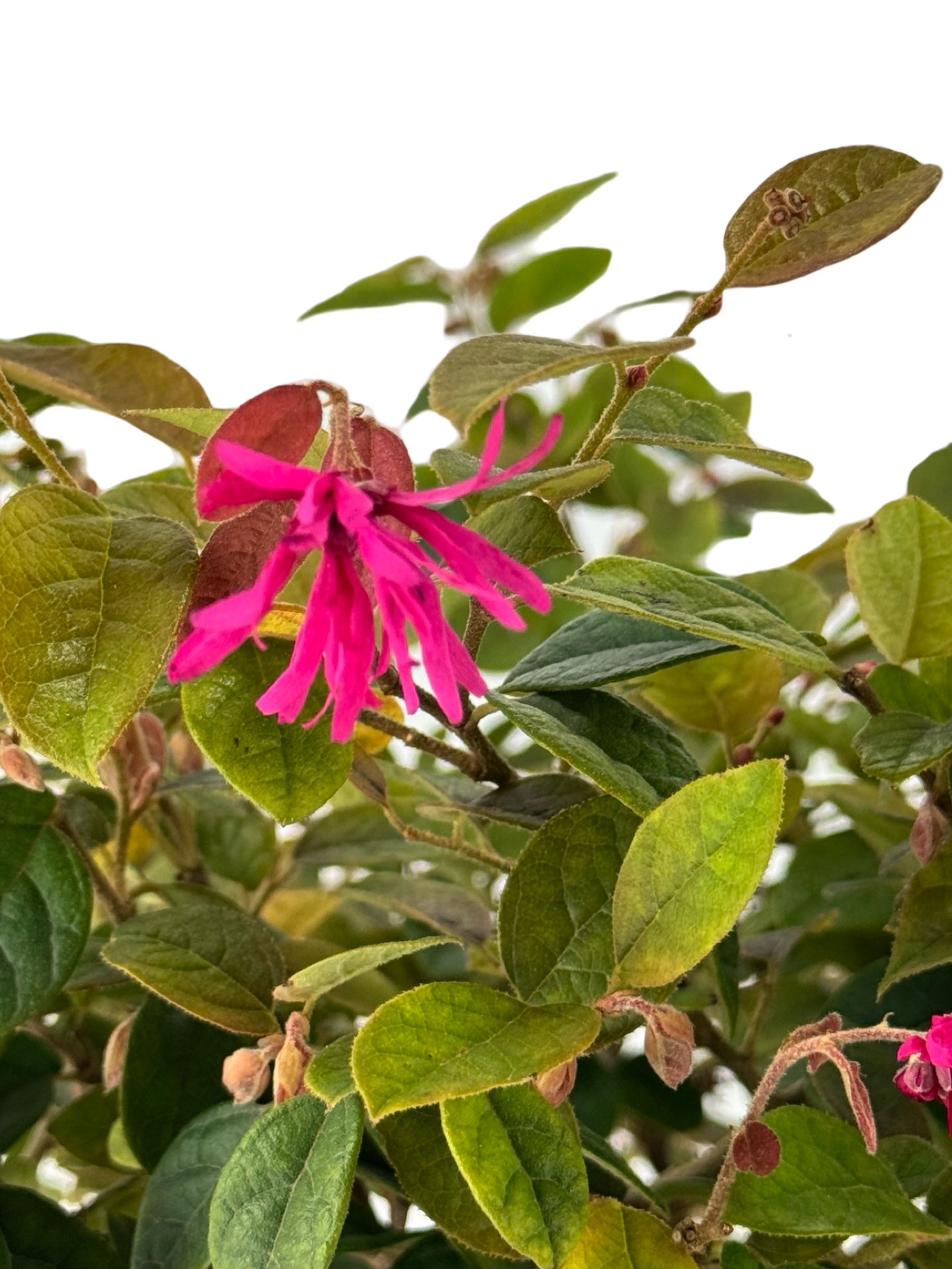 Loropetalum chinense 'Monraz' - Shrubs