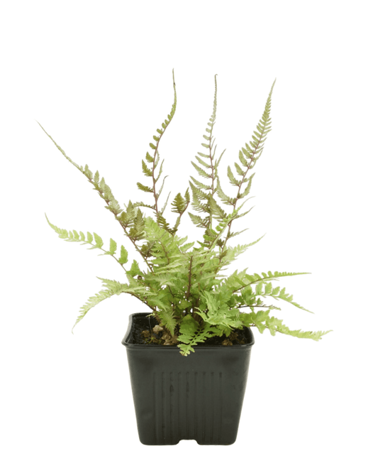 Athyrium niponicum var. pictum 'Metallicum' - The Garden Corner