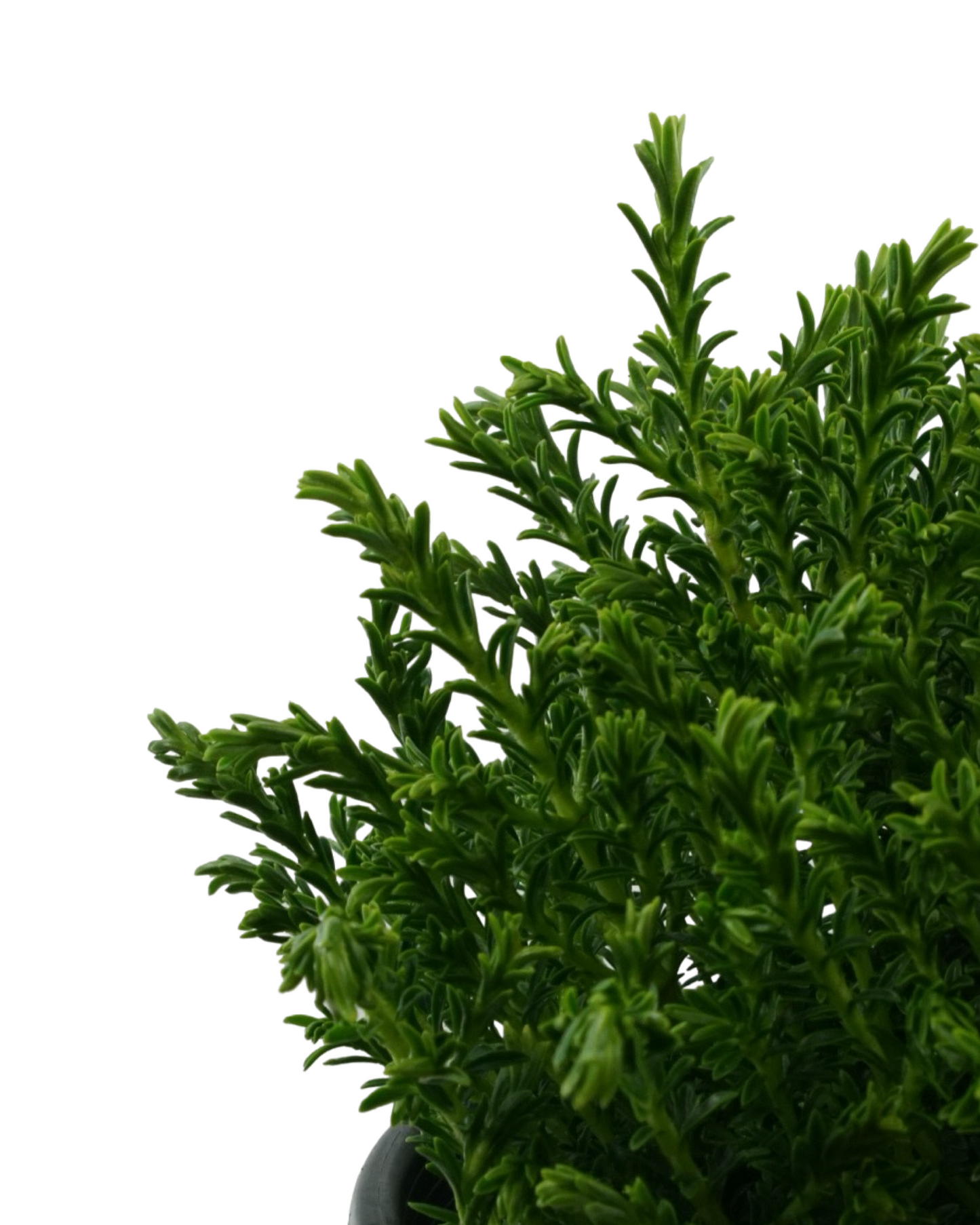 Hebe 'Mckeanii'