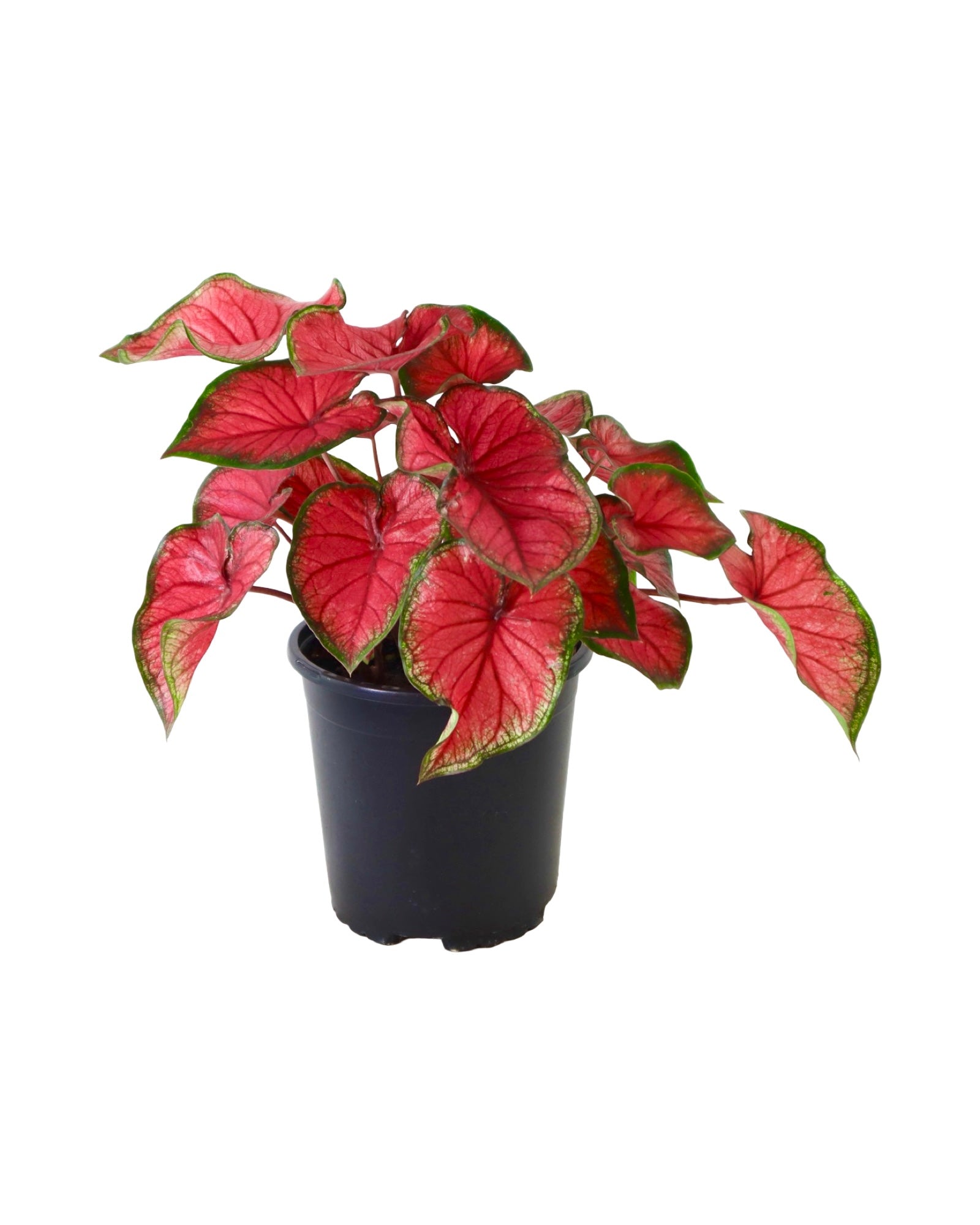 Caladium 'Red Glamour' - House Plants