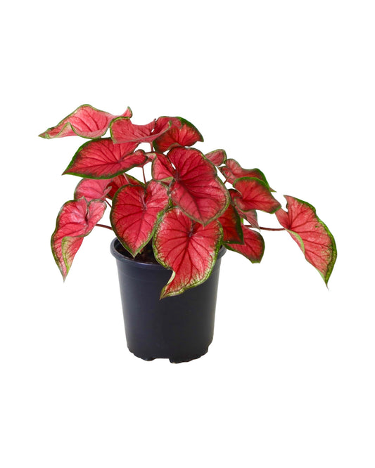 Caladium 'Red Glamour' - House Plants
