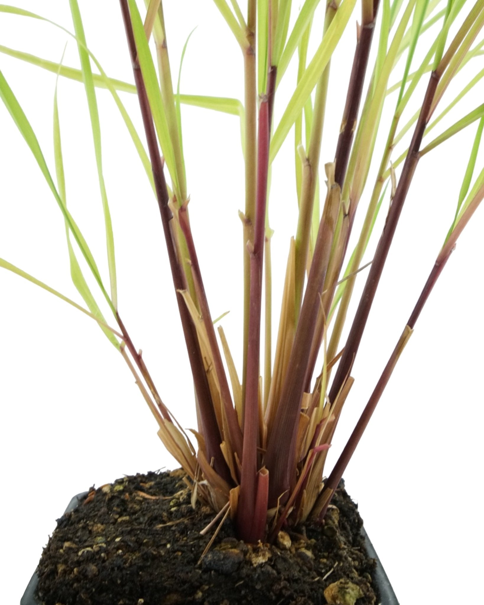 Cymbopogon citratus (Lemongrass) - The Garden Corner