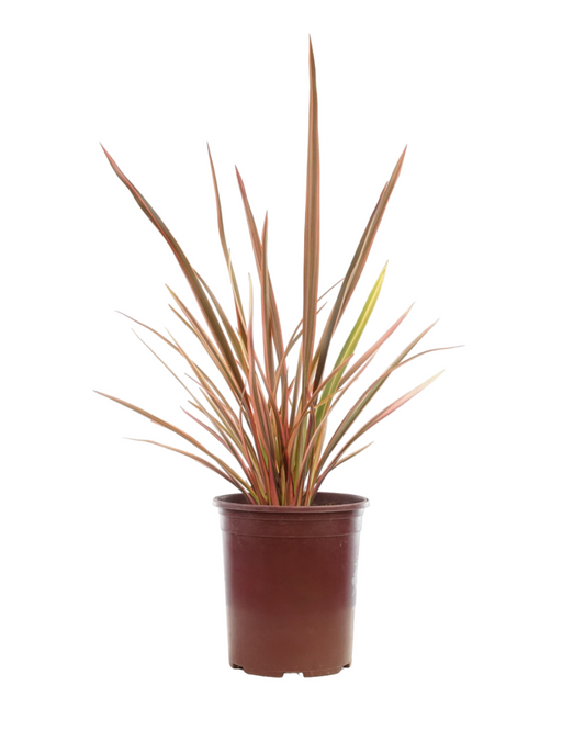 Phormium 'Maori Queen'