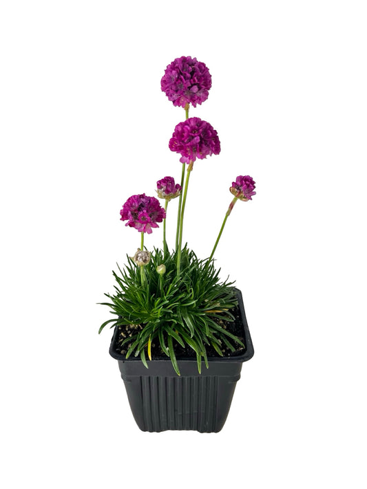 Armeria maritima 'Splendens' - Perennials