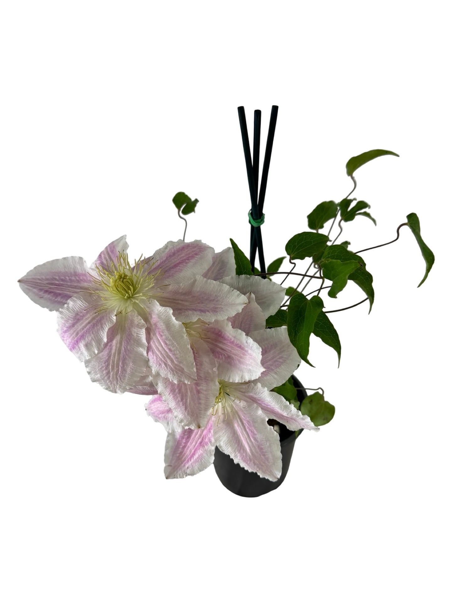 Clematis 'Cotton Candy' - Shrubs