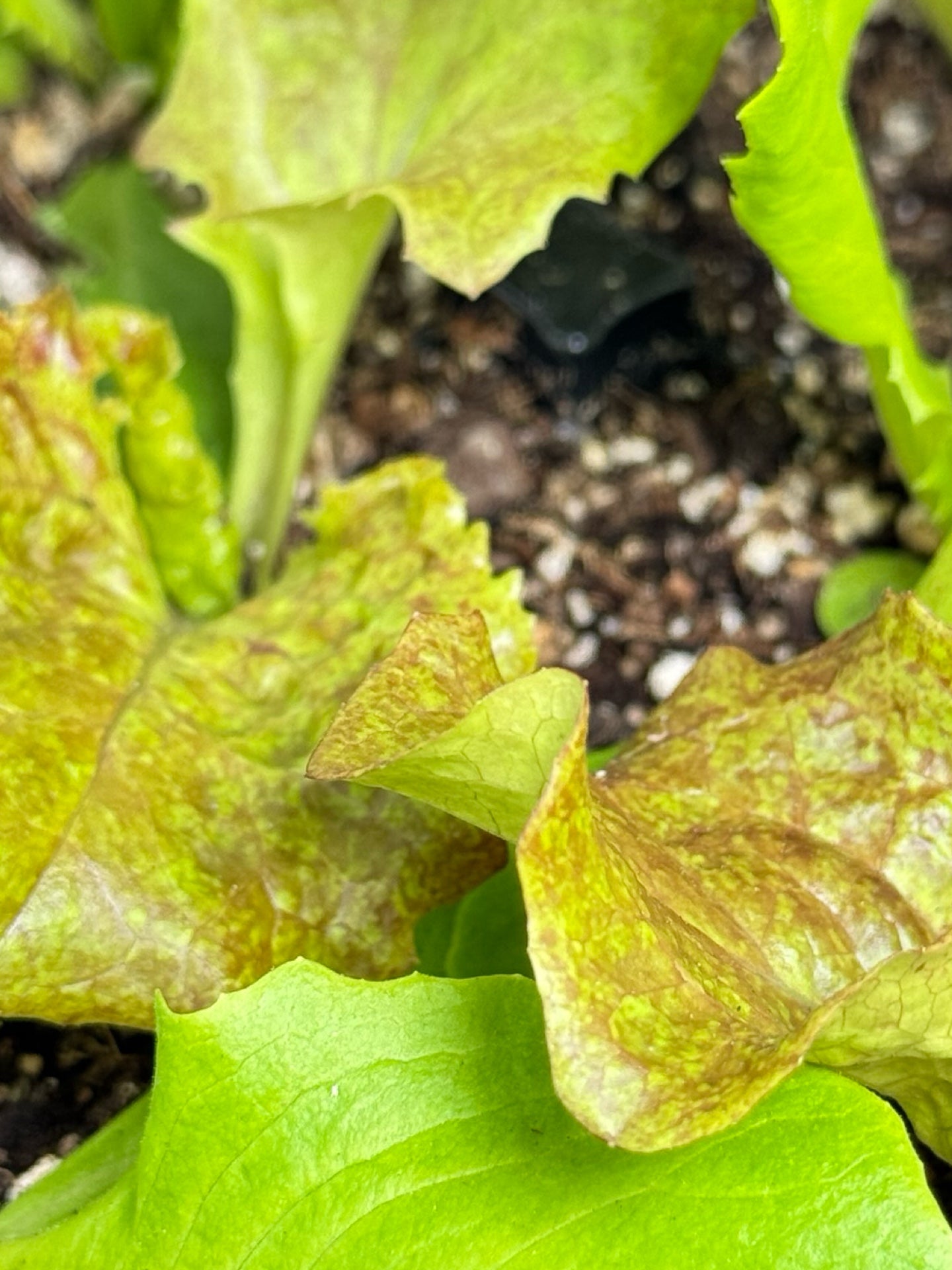 Lettuce 'Gourmet Blend' Organic - Herbs and Vegetables