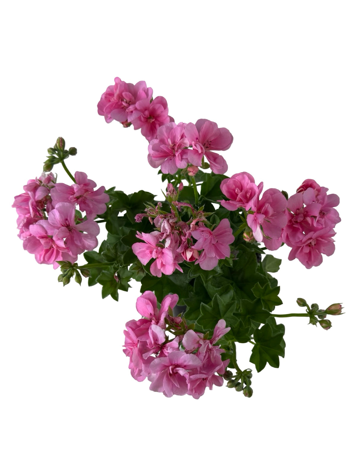 Ivy Geranium 'Precision Pink' - Annuals