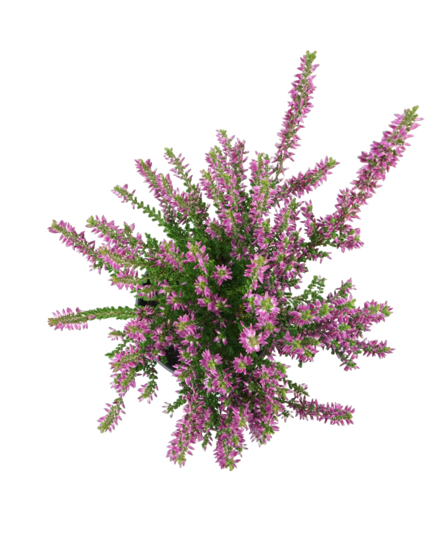 Calluna vulgaris 'Linda'