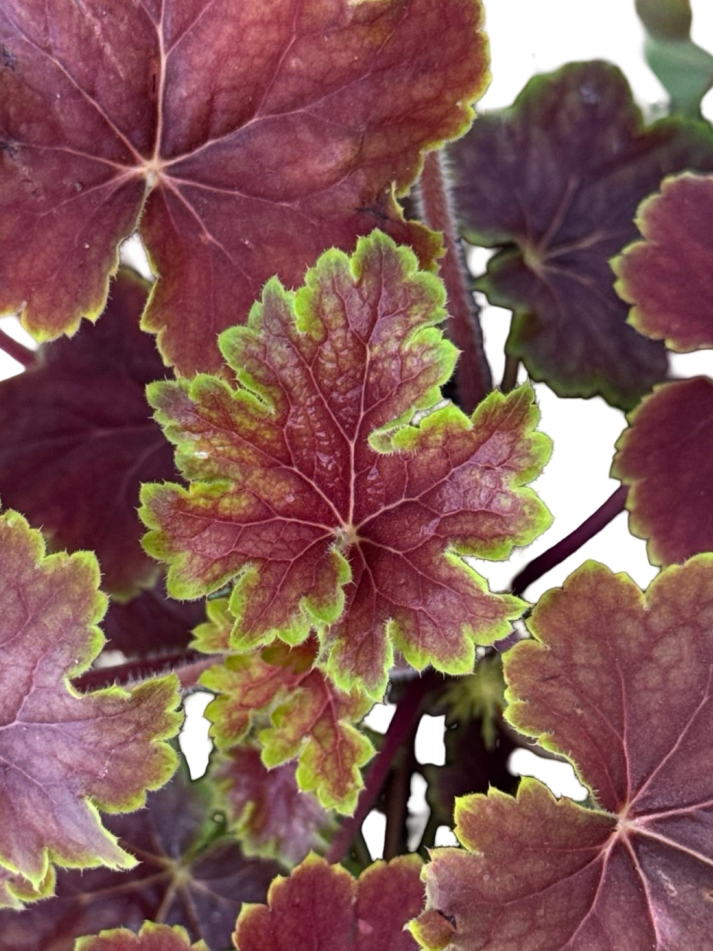 Heuchera 'Delta Dawn' - Perennials