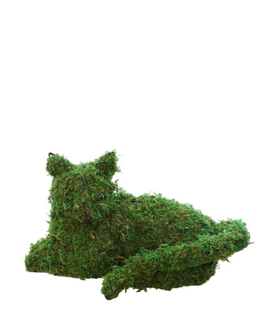 Mossed Cat