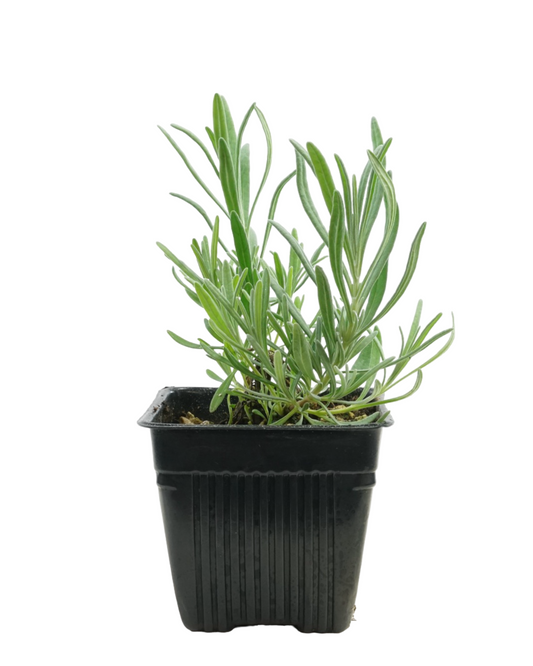 Lavandula x intermedia 'Grosso'