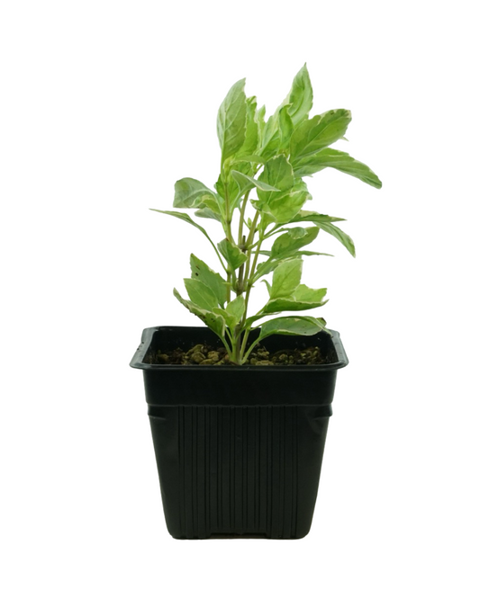 Basil ‘Pesto Perpetuo’