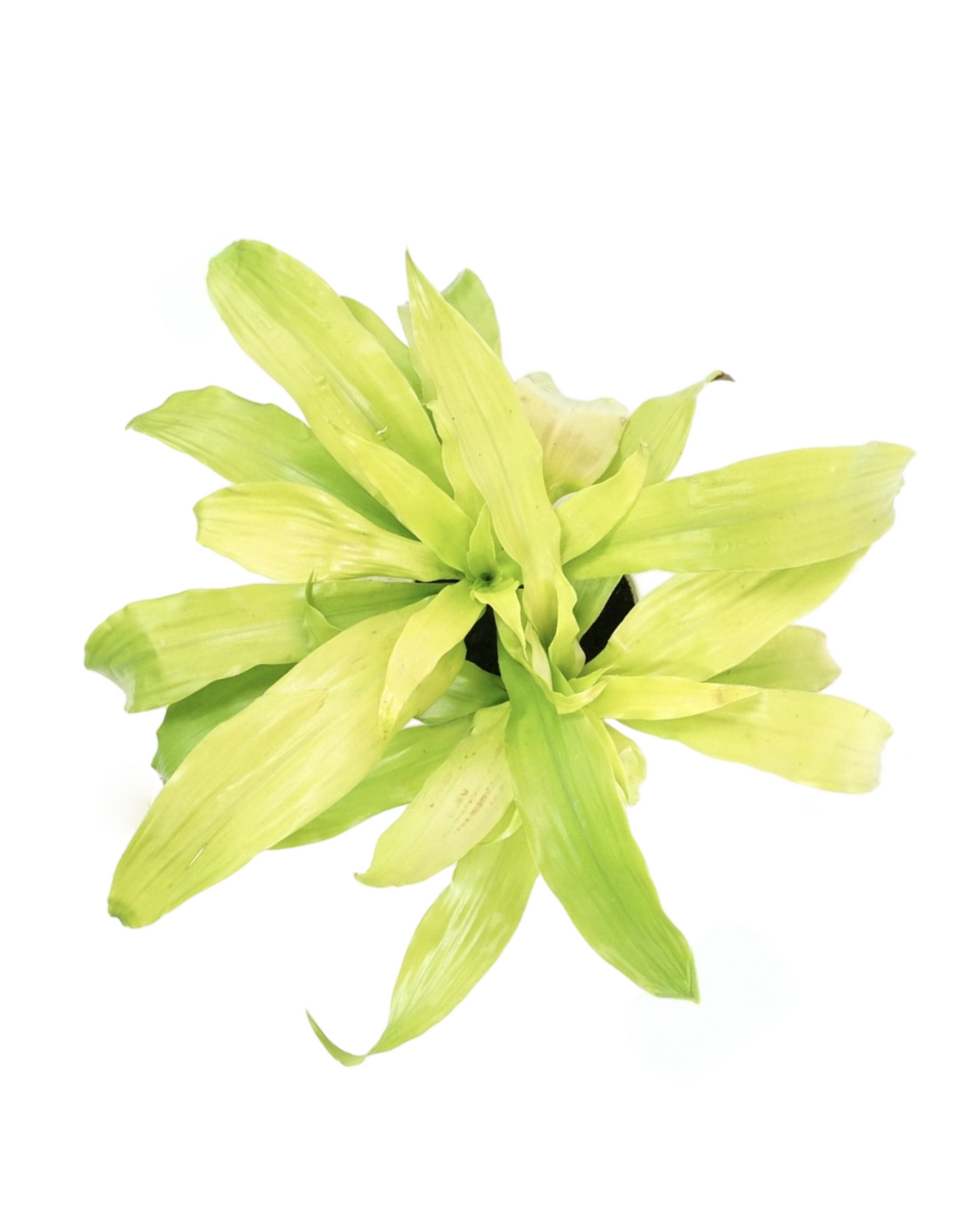 Dracaena fragrans 'Limelight'