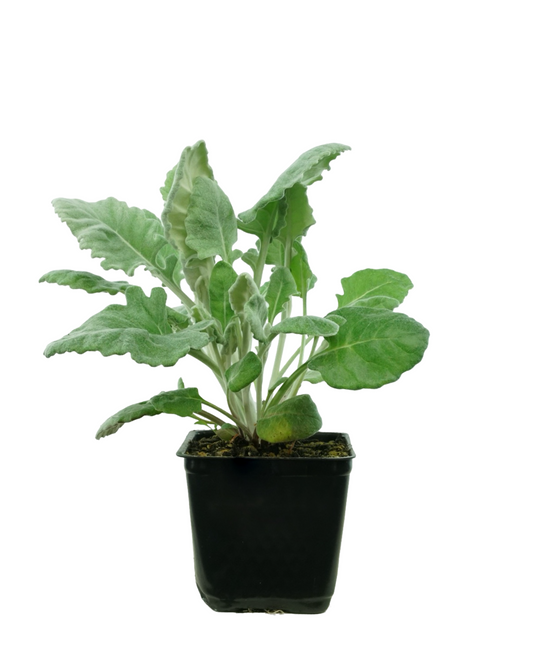 Senecio cineraria 'Cirrus'