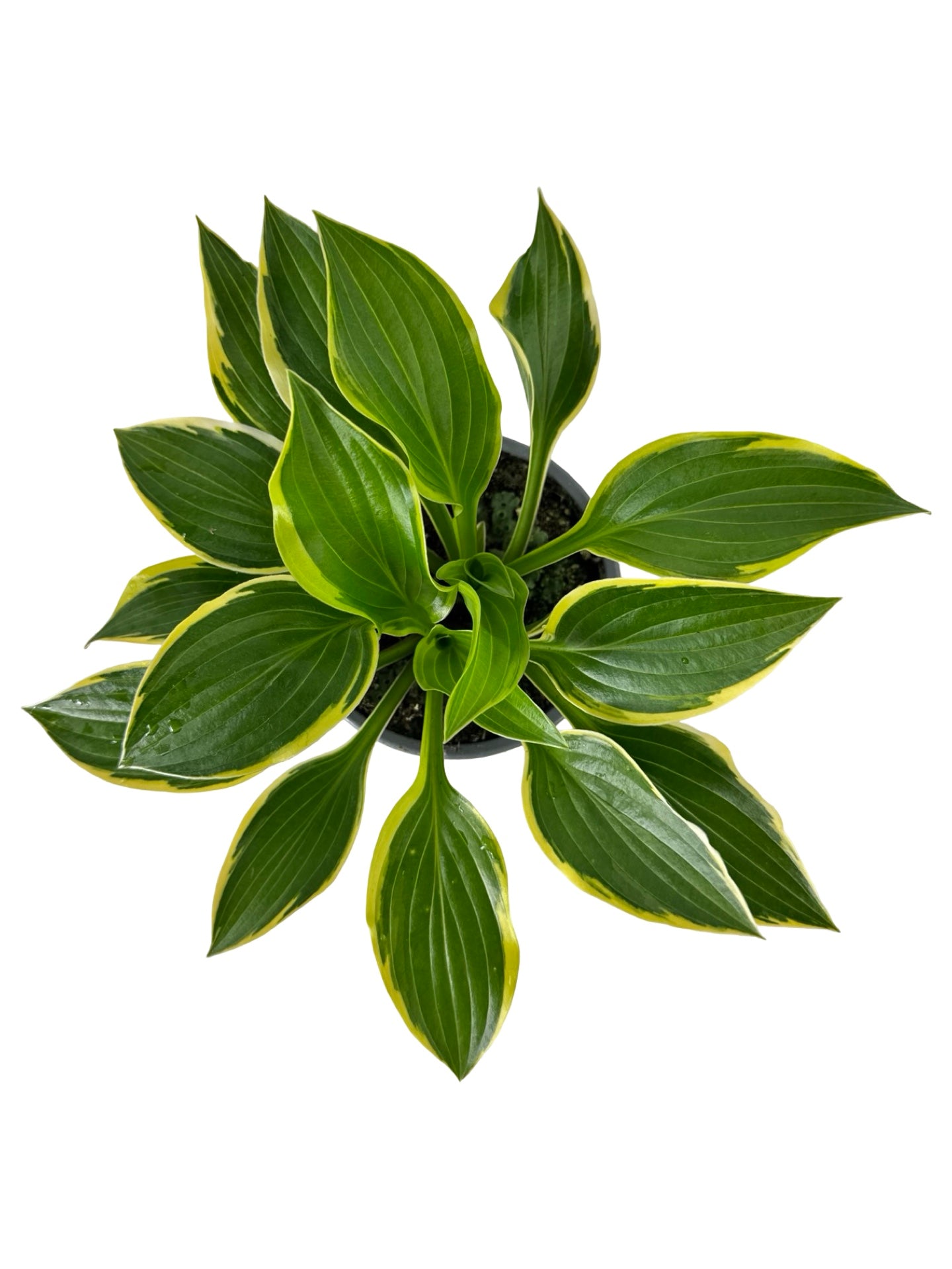 Hosta ‘Queen Josephine’ -