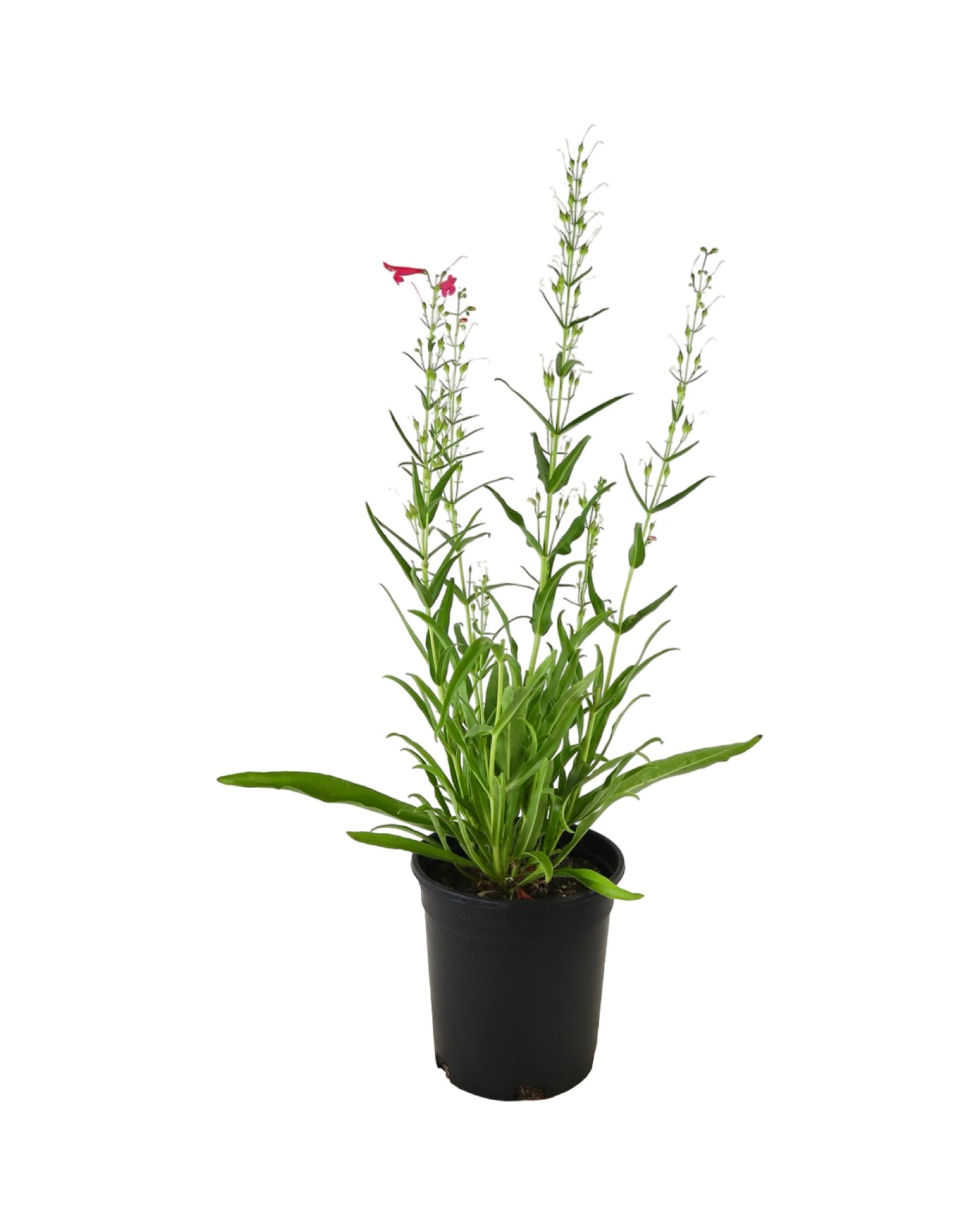 Penstemon Summit Sweets™ Ruby - Perennials
