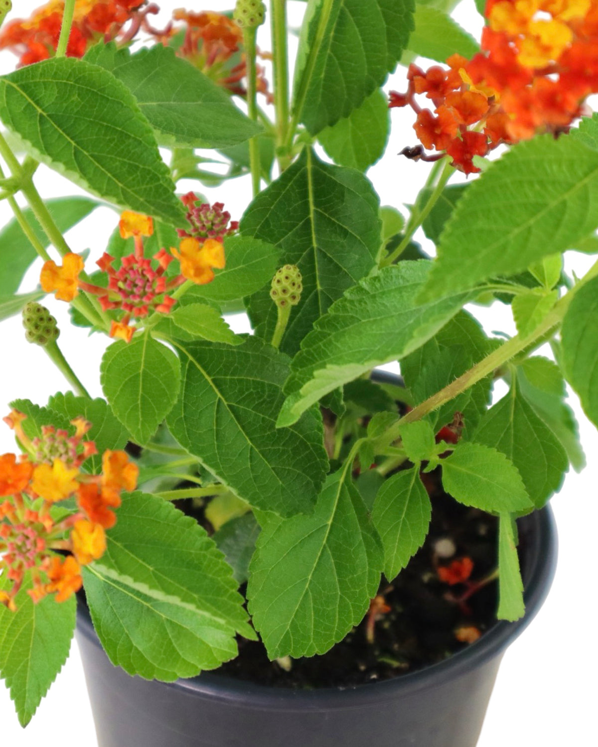 Lantana Bandolista™ 'Red Chili' - Annuals
