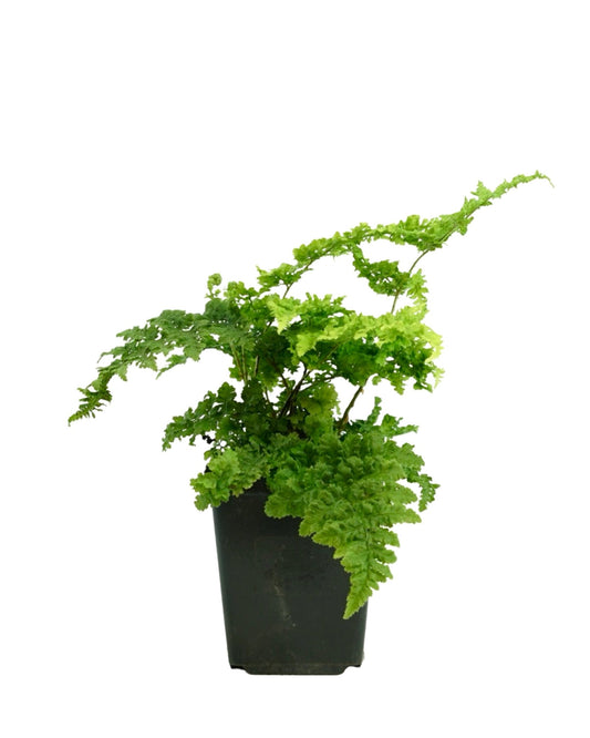 Dryopteris austriaca 'Crispa Whiteside' - The Garden Corner