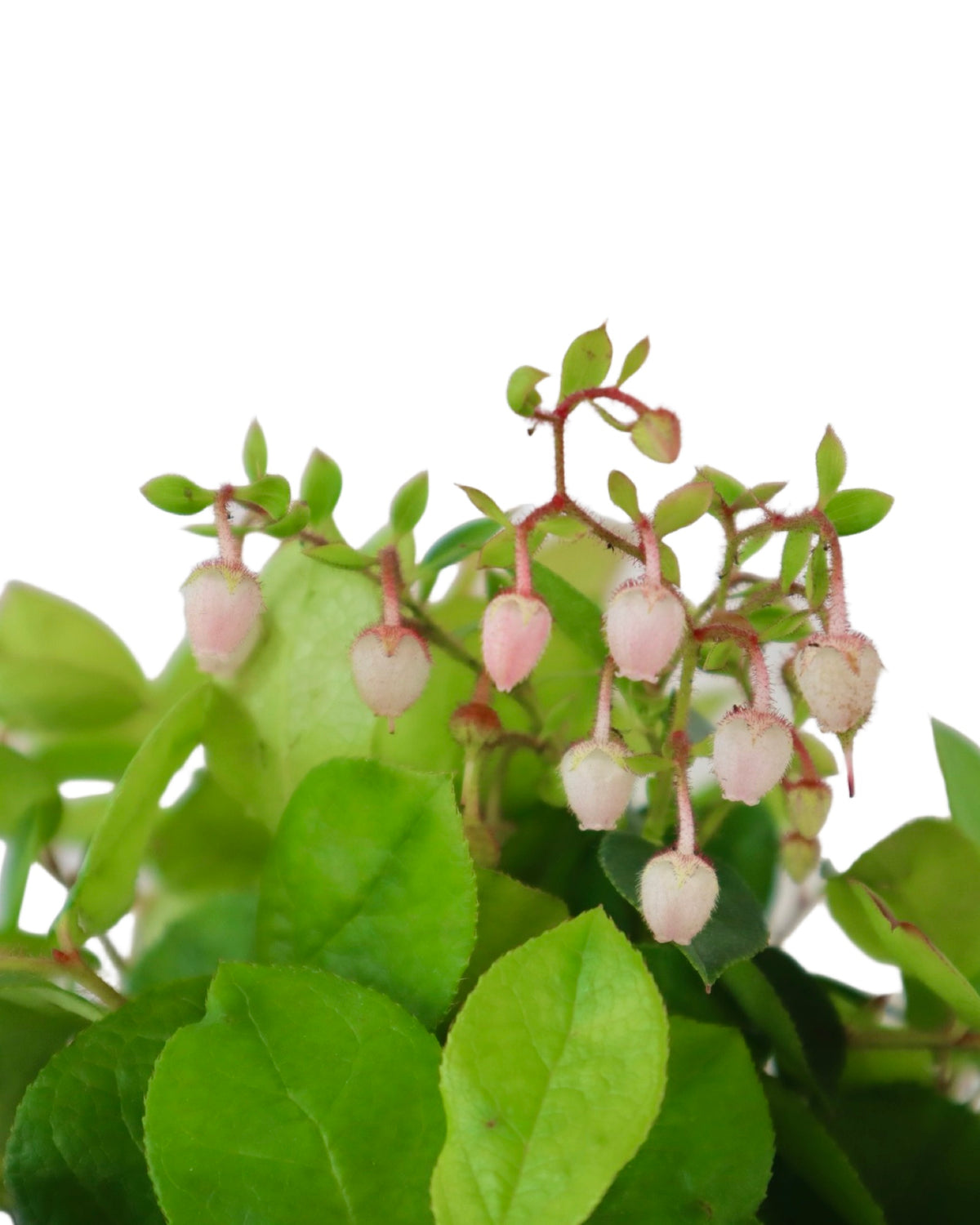 Gaultheria shallon 'Cascade Sunrise' - Shrubs
