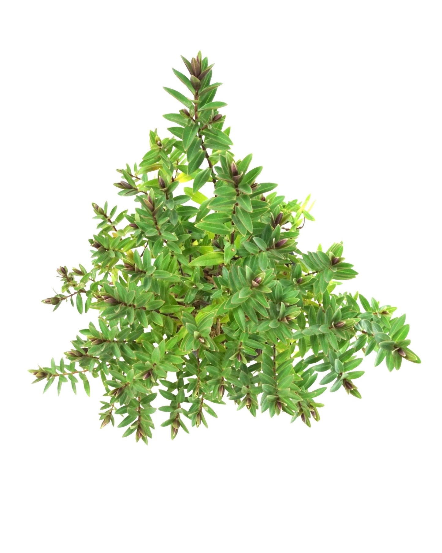 Hebe 'Pretty 'n' Pink' - The Garden Corner