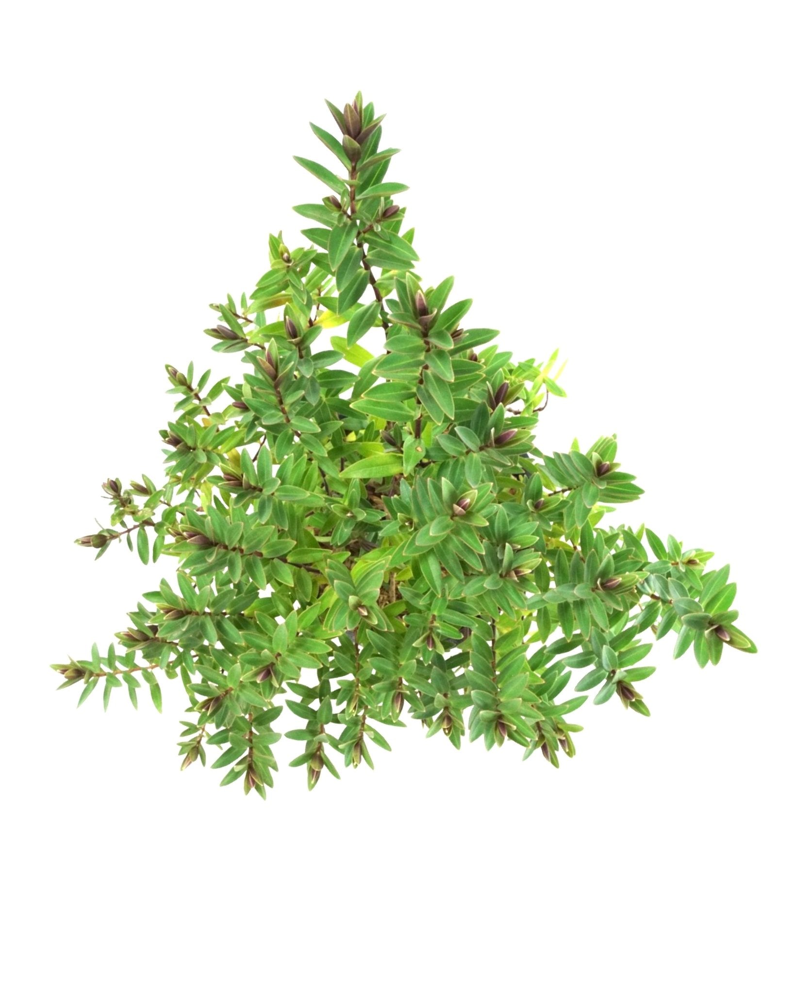 Hebe 'Pretty 'n' Pink' - The Garden Corner