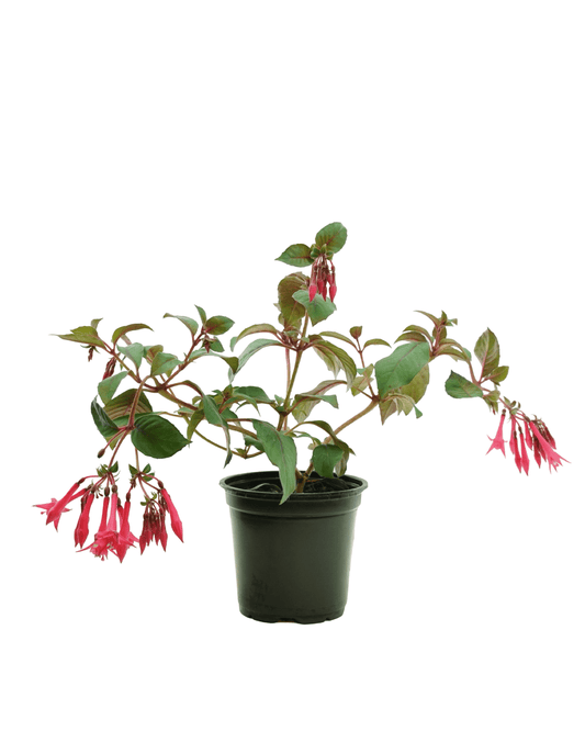 Fuchsia 'Eruption' - The Garden Corner