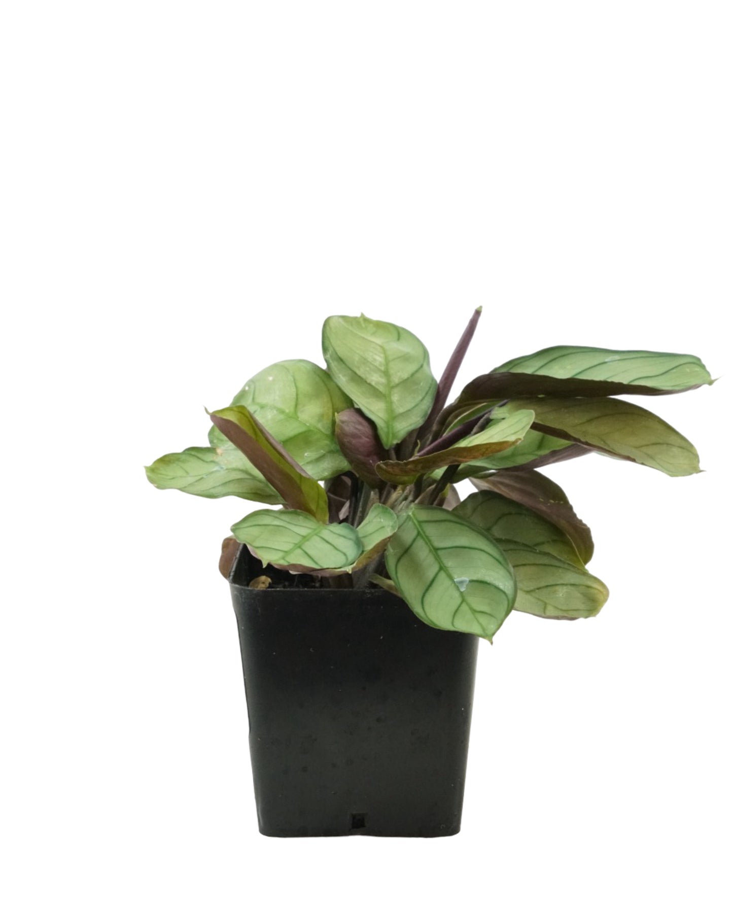 Houseplant Assorted - House Plants