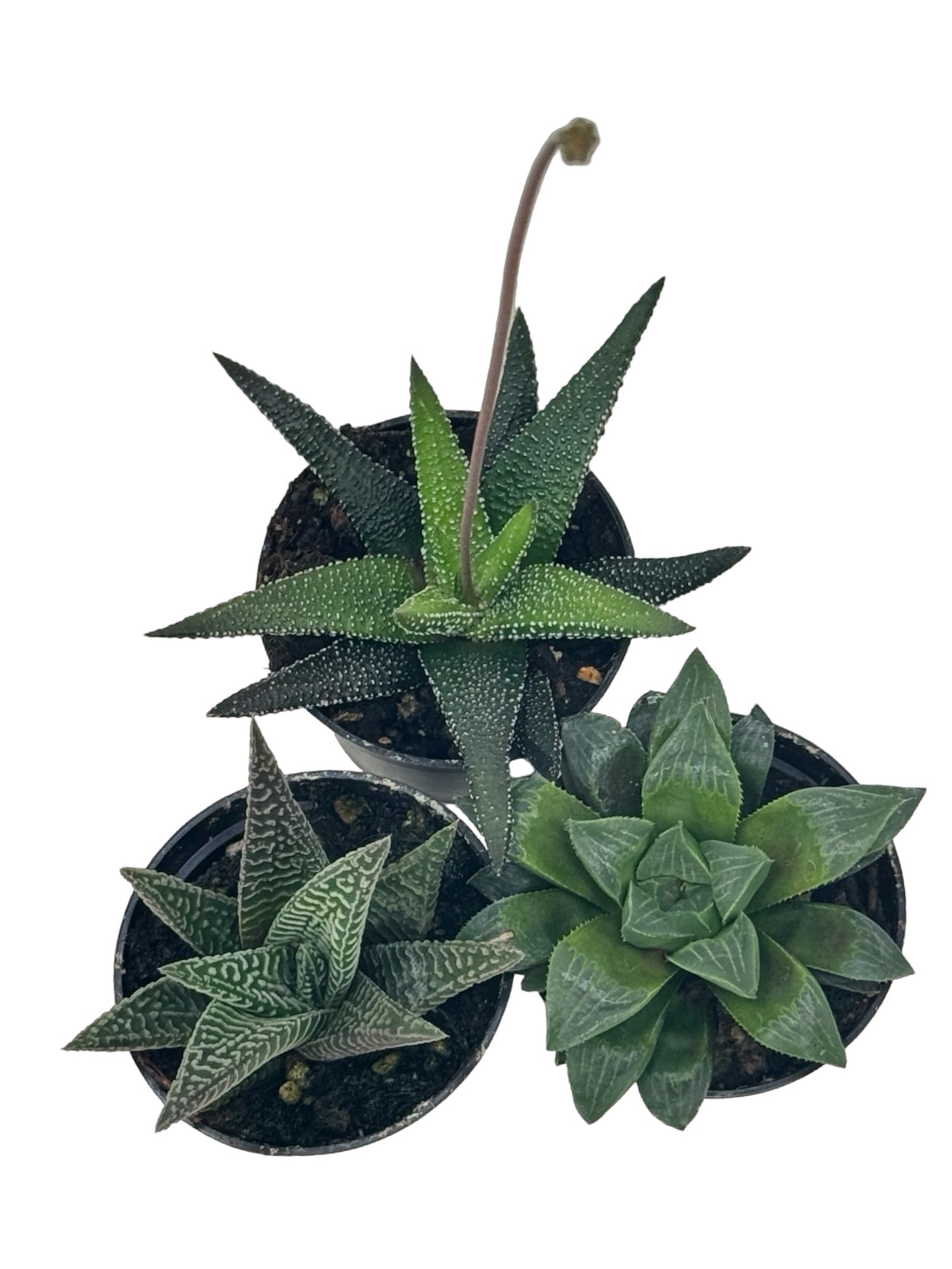 Haworthiopsis Assorted - House Plants