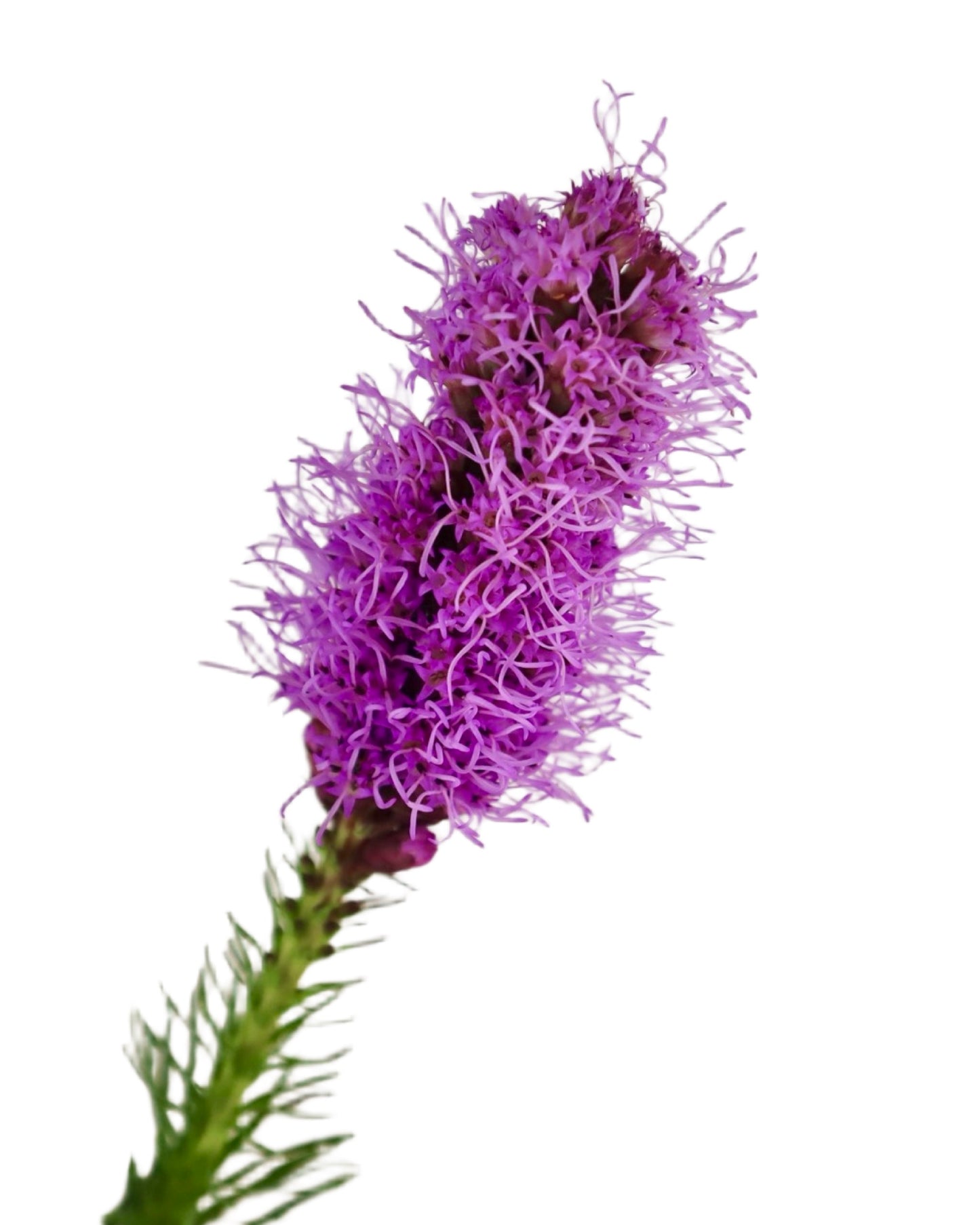Liatris spicata ‘Kobold’ - Perennials