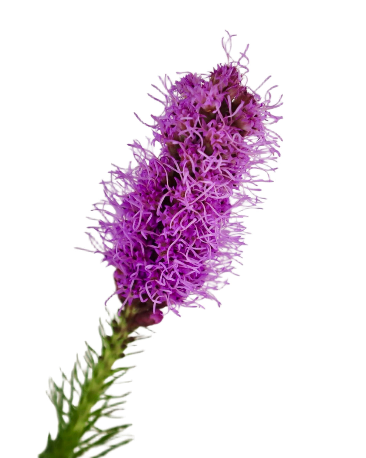 Liatris spicata ‘Kobold’ - Perennials