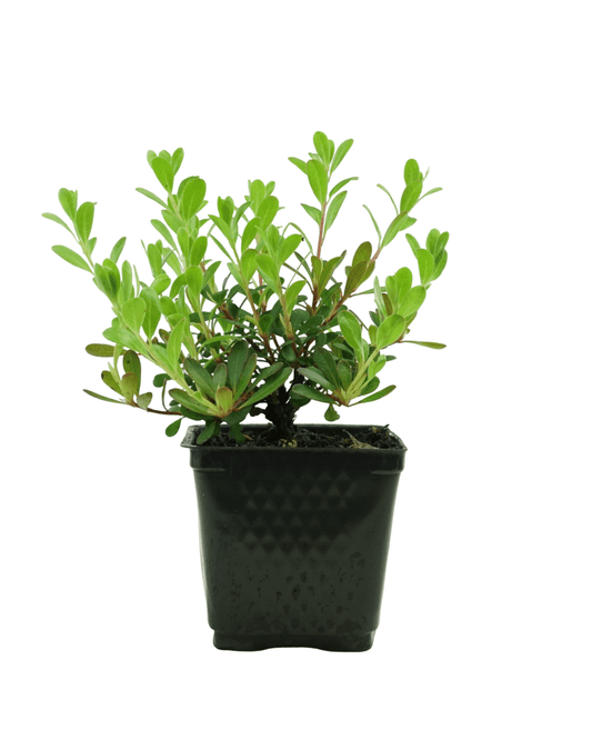 Arctostaphylos uva ursi 'Massachusetts' - The Garden Corner