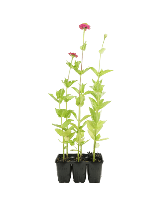Zinnia Mix 'Cut And Come Again' - The Garden Corner