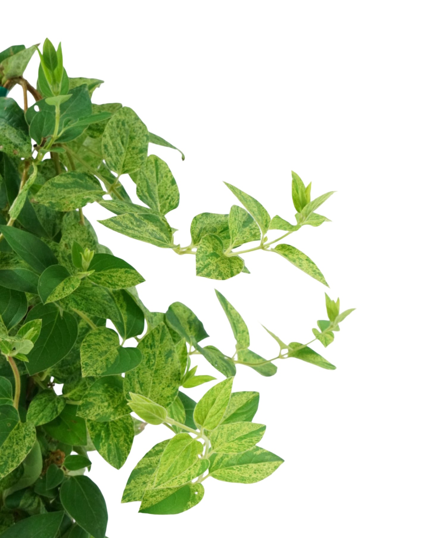 Lonicera japonica 'Mint Crisp'